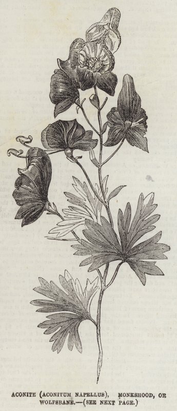 Aconito (Aconitum Napellus), acónito o matalobos de English School