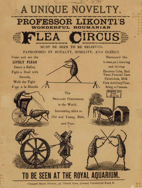 Anuncio del Maravilloso Circo de Pulgas Rumano del Profesor Likontis de English School
