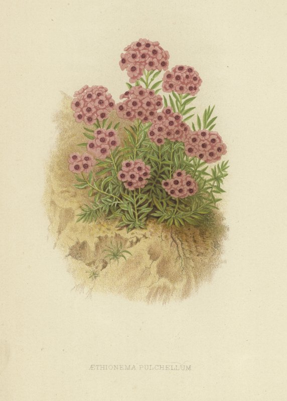 Aethionema pulchellum de English School