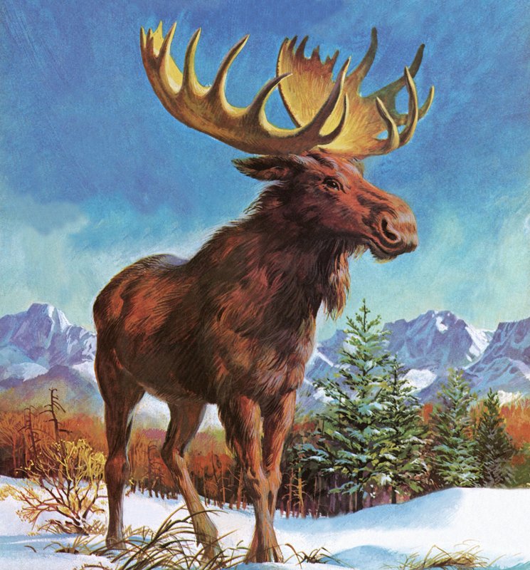 El poderoso alce de Alaska de English School