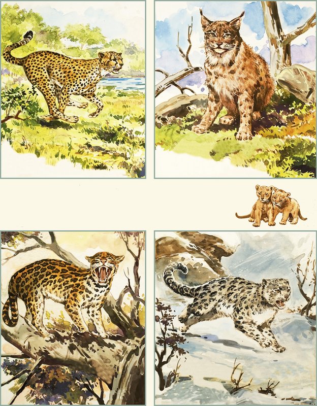 Todo tipo de grandes felinos de English School