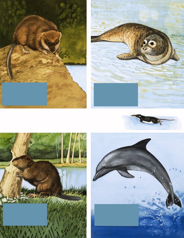 Todo tipo de habitantes del agua de English School