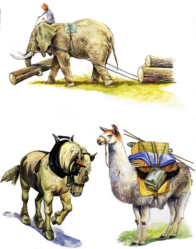 Todo tipo de animales de trabajo de English School