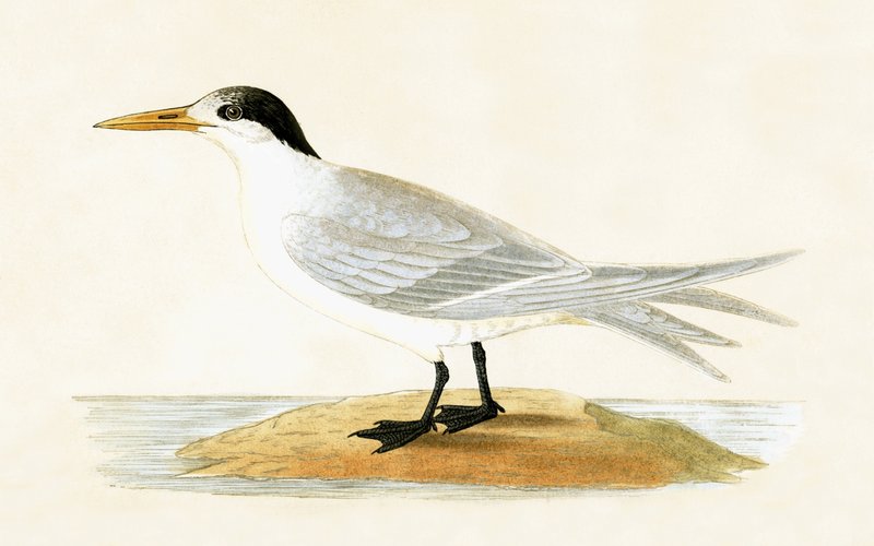 Charrán aliado, ilustración de 