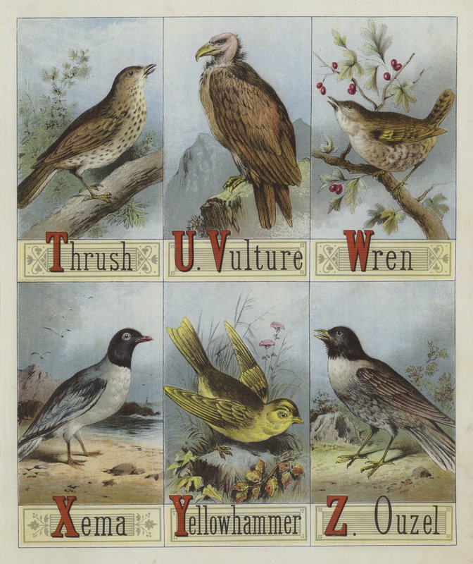 Alfabeto de Pájaros de English School