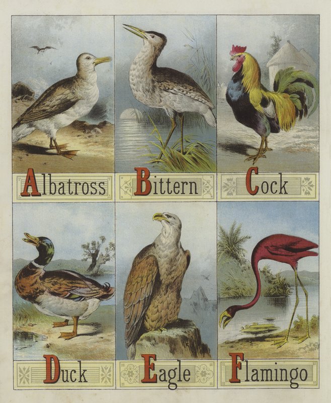 Alfabeto de Pájaros de English School
