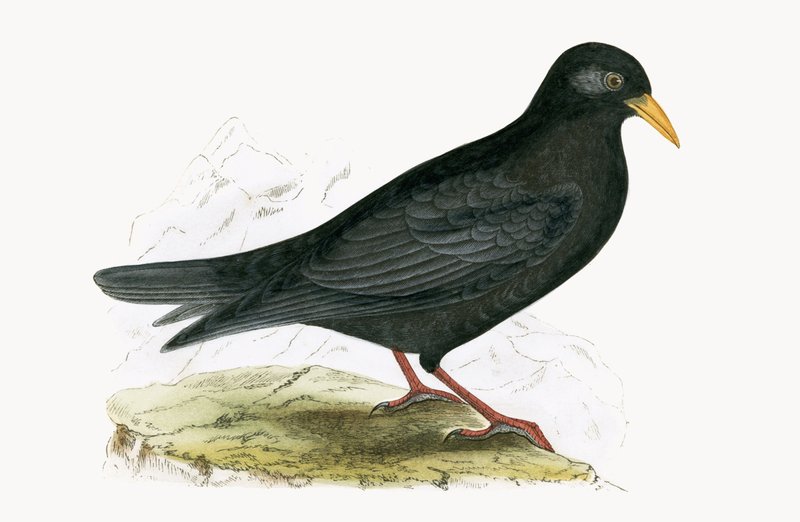 Chova alpina, ilustración de 