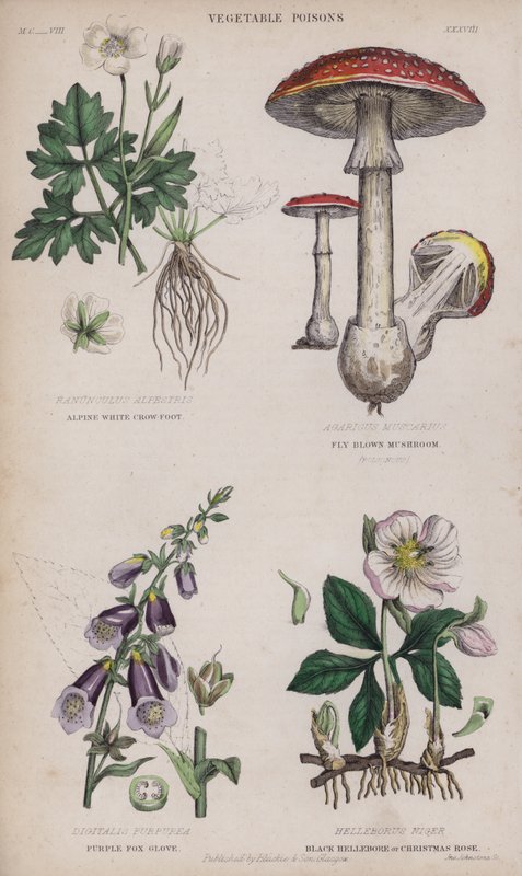 Ranúnculo blanco alpino; Seta marrón voladora; Dedalera púrpura; Hellebore negro o rosa de Navidad de English School