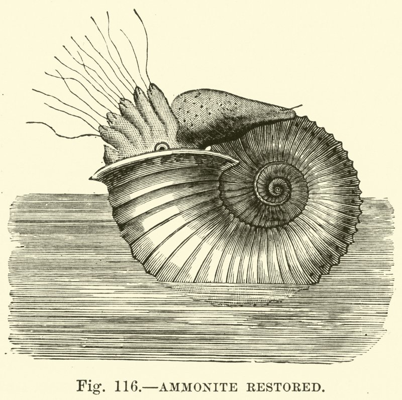 Ammonite restaurado de English School