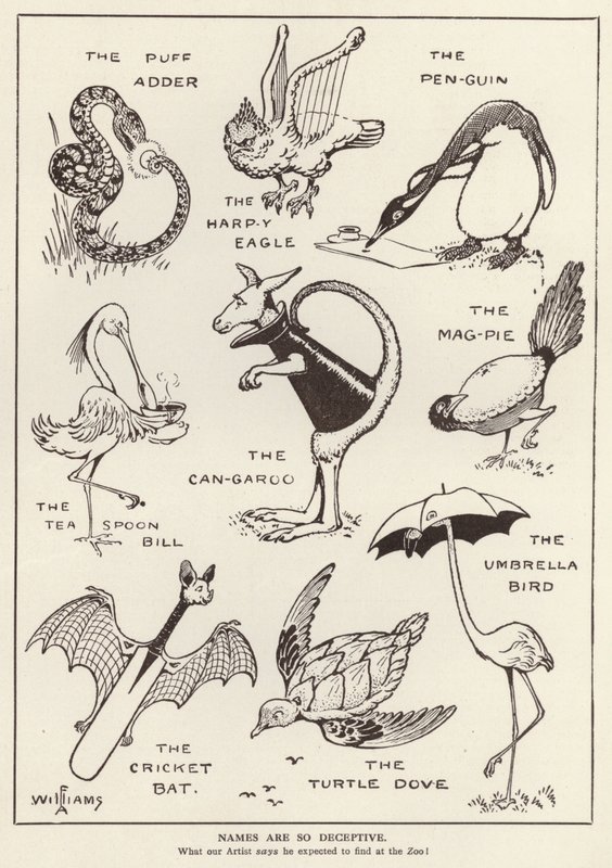 Animales divertidos de English School