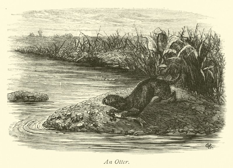 Una nutria de English School