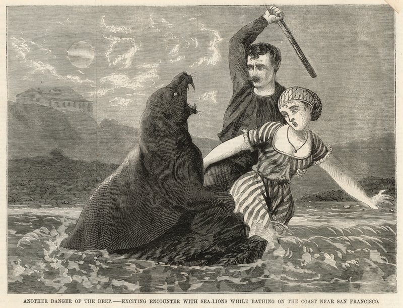 Un emocionante encuentro con leones marinos mientras se bañaba en la costa cerca de San Francisco de English School