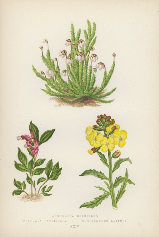 Andromeda hypnoides; Polygala Paucifolia; Cheiranthus Alpinus (litografía en color) de English School