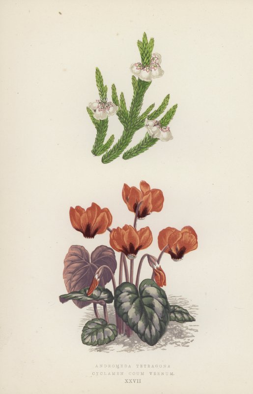 Andromeda Tetragona; Cyclamen Coum Vernum (litografía en color) de English School