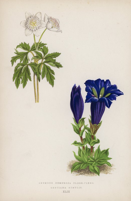 Anemone Nemorosa Flore-pleno; Gentiana Acaulis de English School