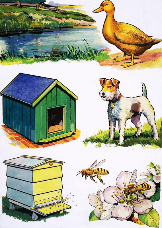 Animales y sus hogares de English School