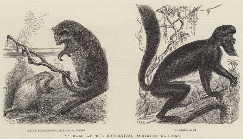 Animales en los Jardines de la Sociedad Zoológica (grabado) de English School