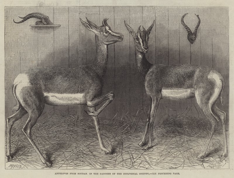 Antílopes de Sudán, en los Jardines de la Sociedad Zoológica de English School