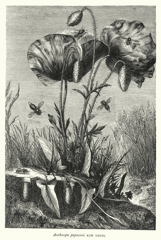Anthocopa papaveris y nidos de English School