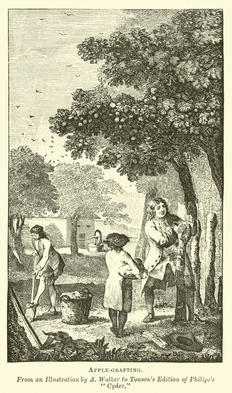 Injerto de manzanas de English School