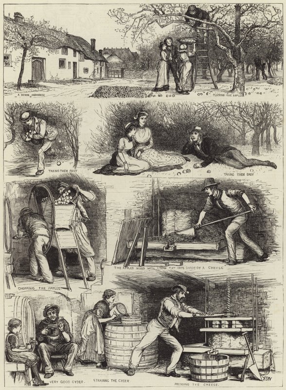 Recolección de manzanas y elaboración de sidra en Devonshire de English School