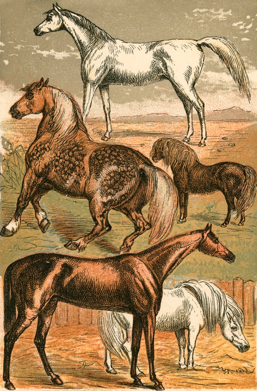 Caballo Árabe, Caballo de Tiro, Caballo de Carreras, Pony Shetland y Pony de English School