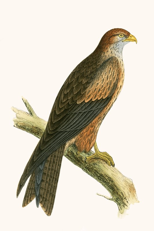 Cometa árabe, ilustración de 