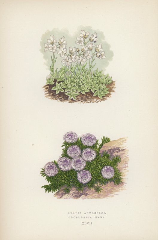 Arabis Androsace; Globularia Nana de English School