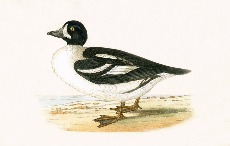 Pato ártico, ilustración de 