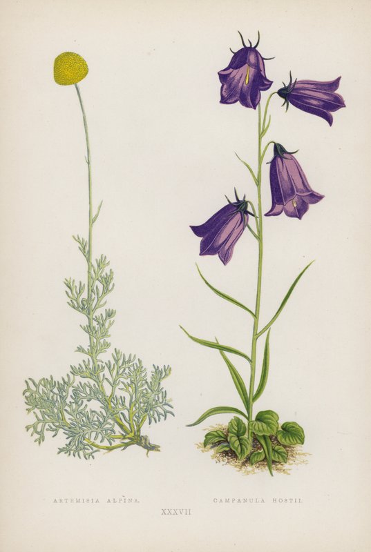Artemisia Alpina; Campanula Hostii (litografía en color) de English School