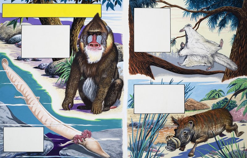 Animales variados de English School
