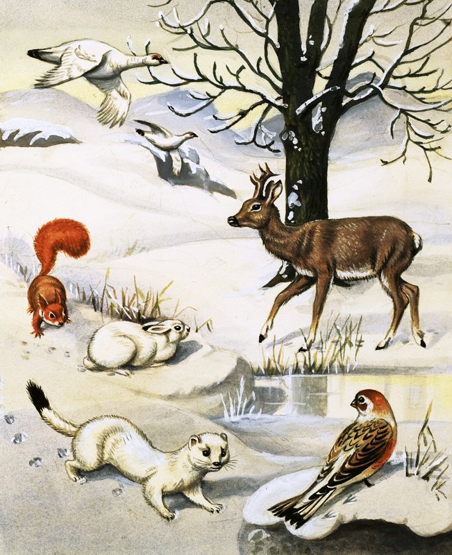 Animales variados en invierno de English School