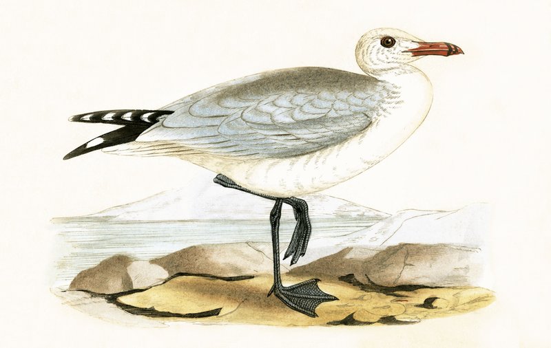 Gaviota de Audouin, ilustración de 