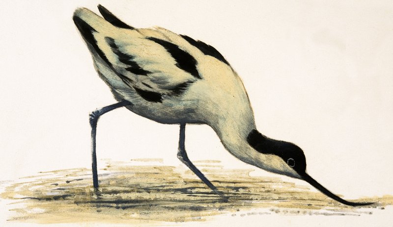Avocet de English School