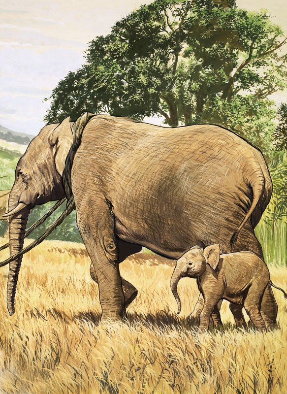 Elefante bebé y madre de English School
