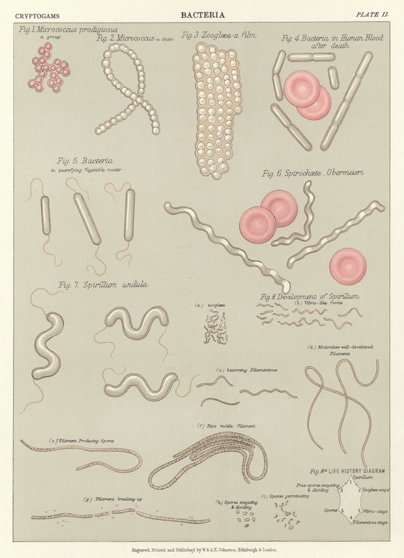 Bacterias de English School
