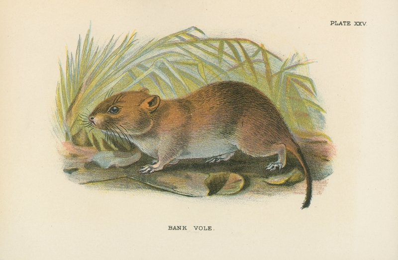 Ratón de campo de English School