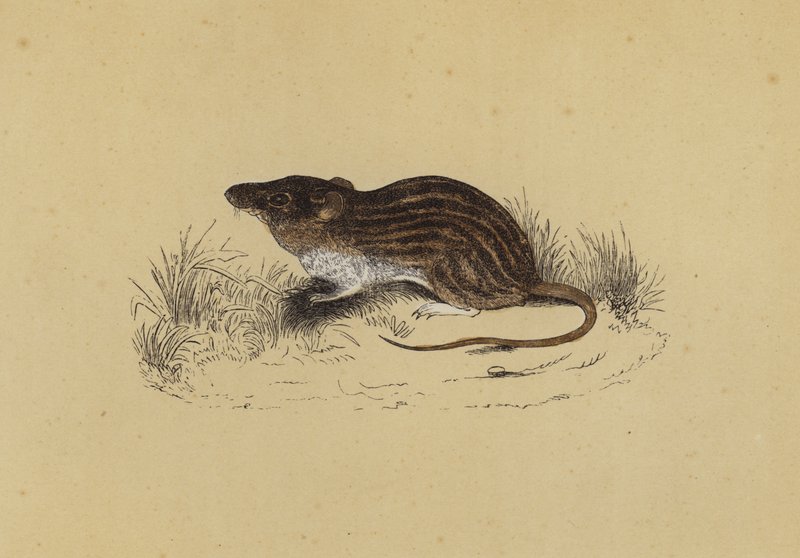 Ratón de Berbería de English School