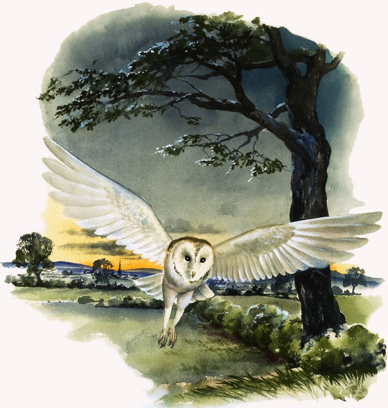 Lechuza común en vuelo, ilustración de "Peeps at Nature". de English School