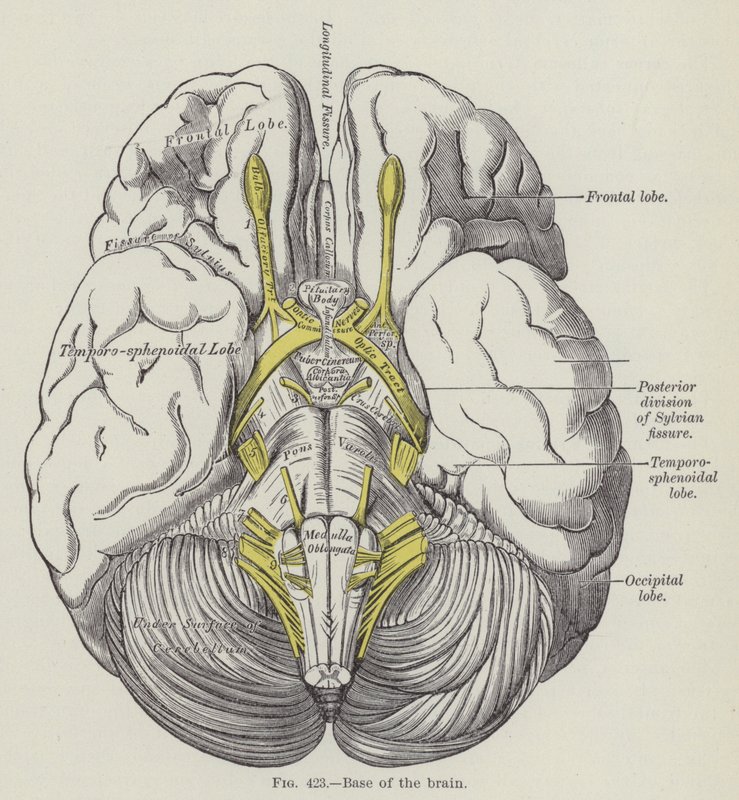 Base del Cerebro de English School