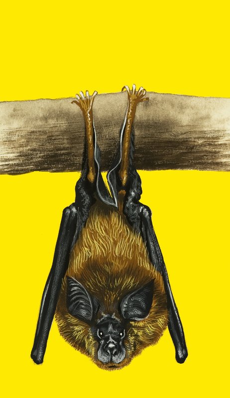 Murciélago de English School
