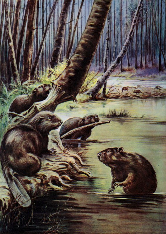 Castores construyendo una represa en un río (litografia en color) de English School