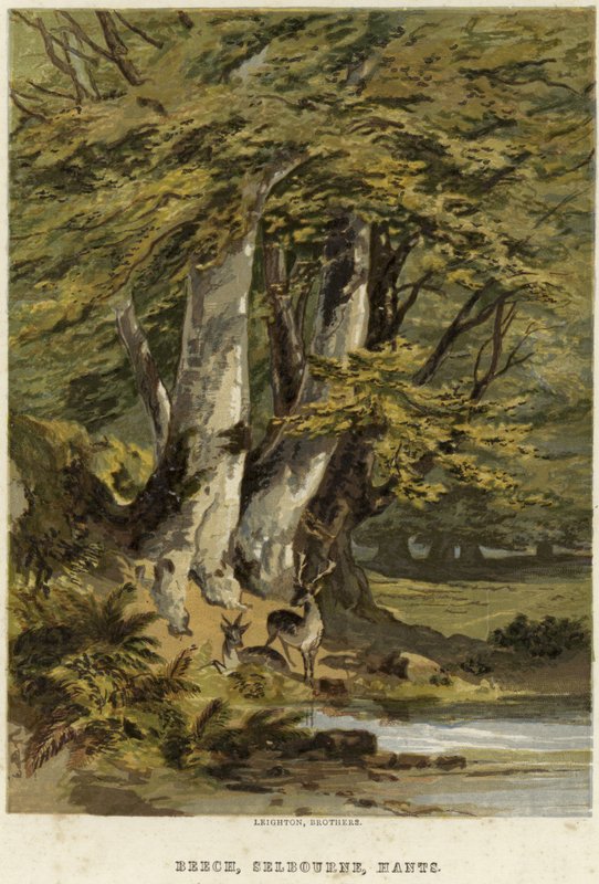 Hayedos, cerca de Selborne, Hampshire de English School