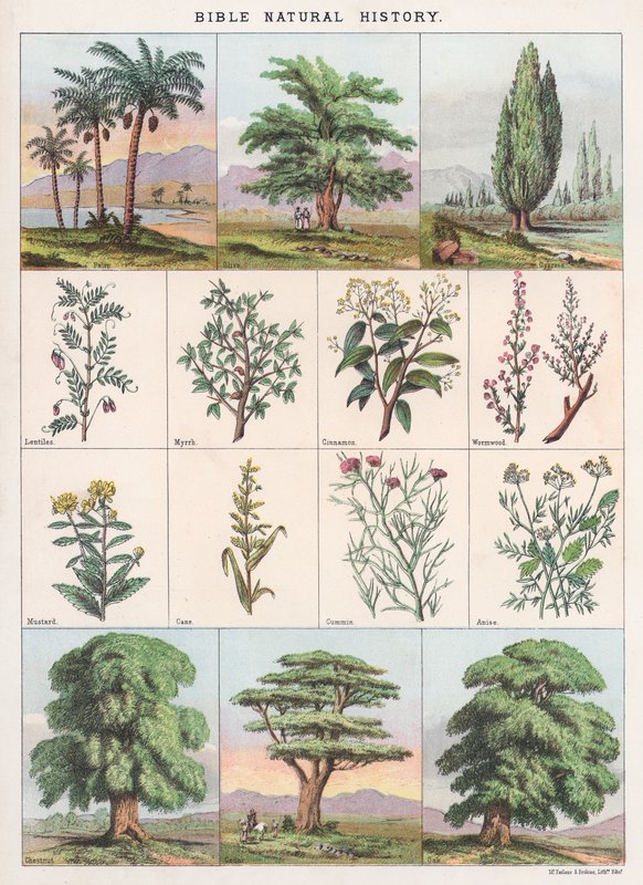 Historia natural de la Biblia de English School