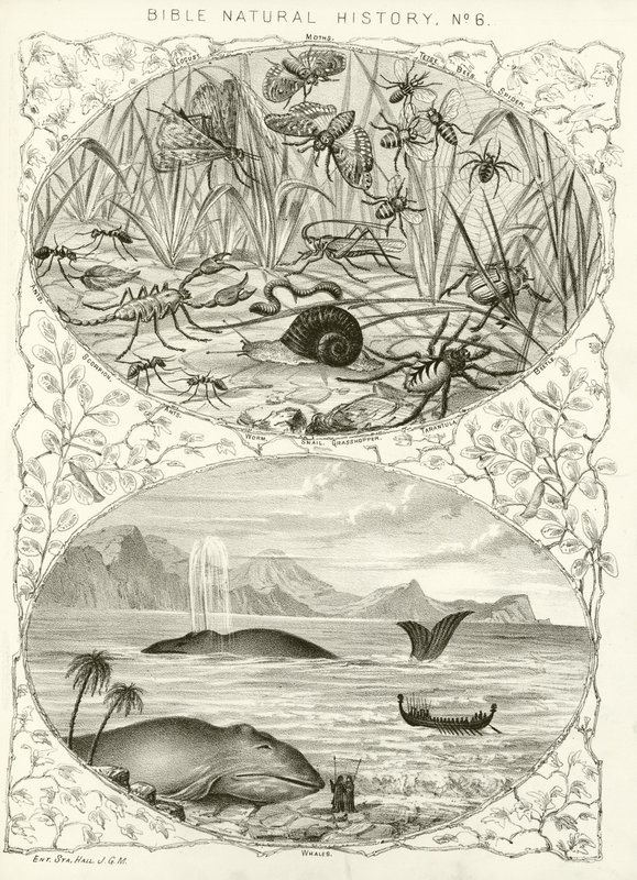 Historia natural de la Biblia de English School