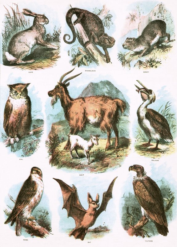 Ilustraciones Bíblicas de English School