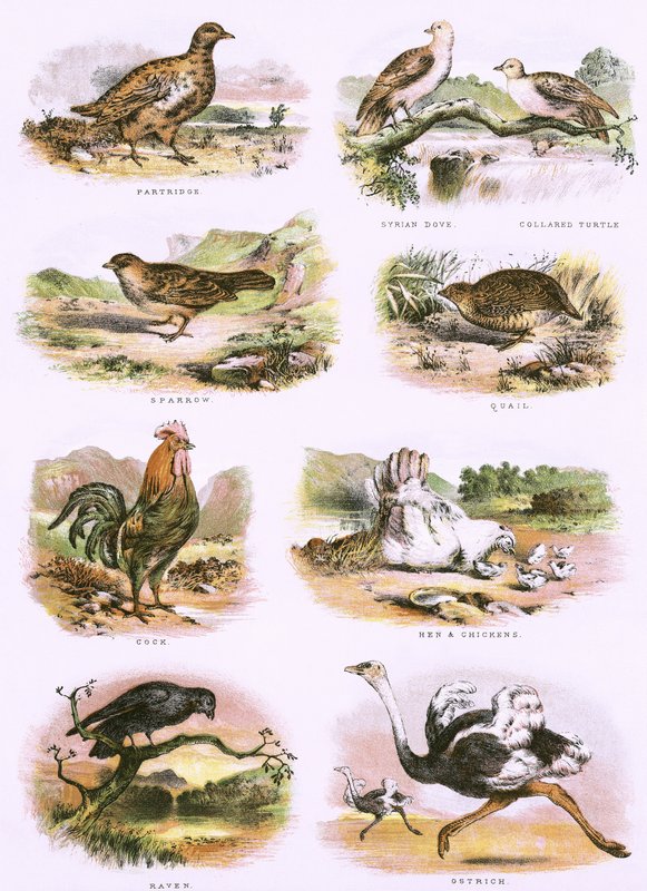 Historia natural bíblica de English School