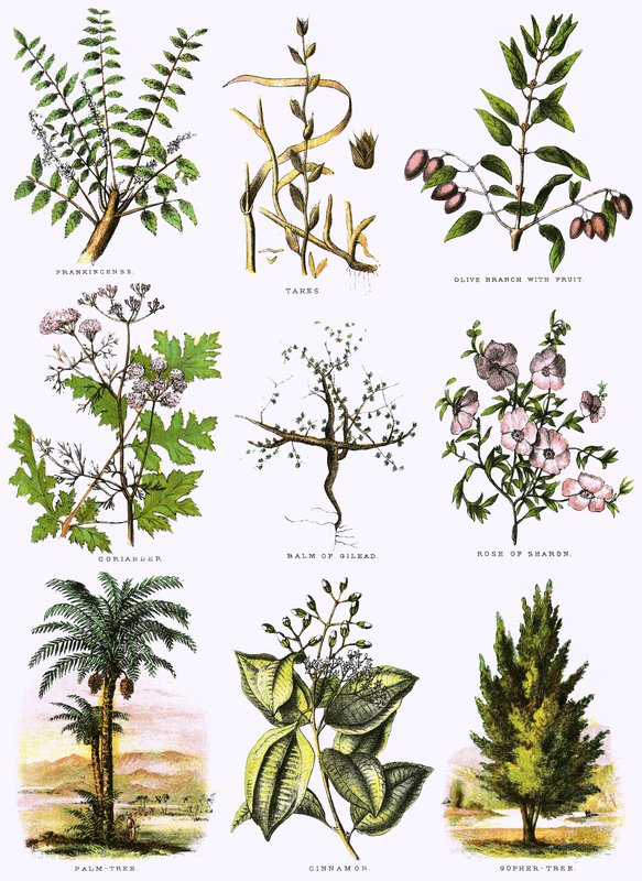 Historia natural bíblica de English School