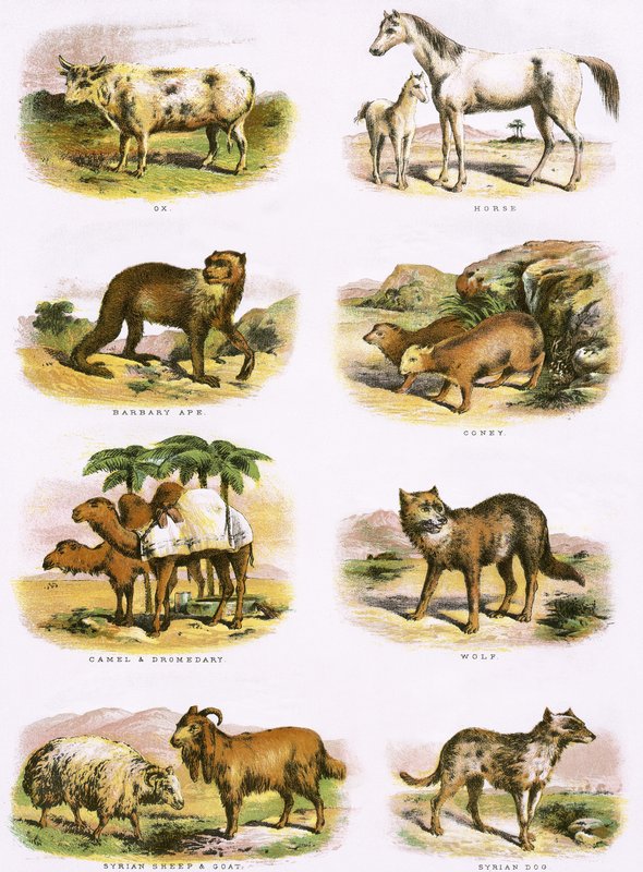 Historia natural bíblica de English School