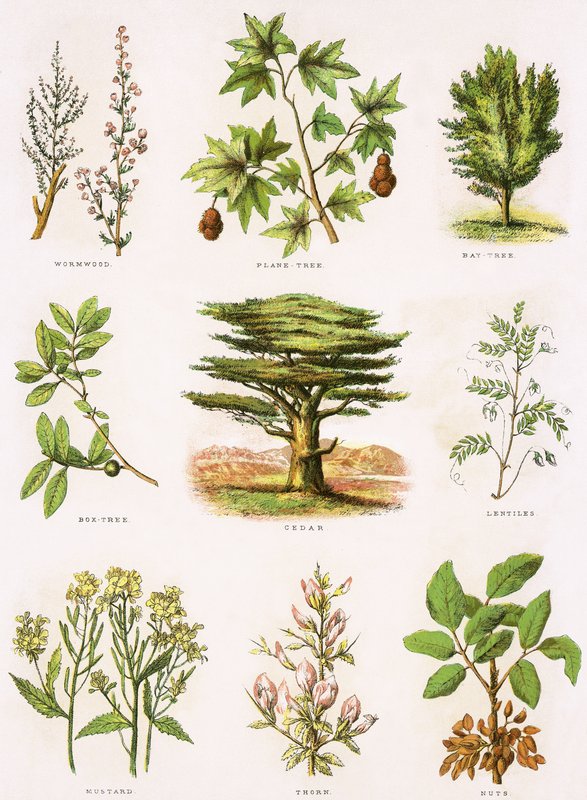 Historia natural bíblica de English School